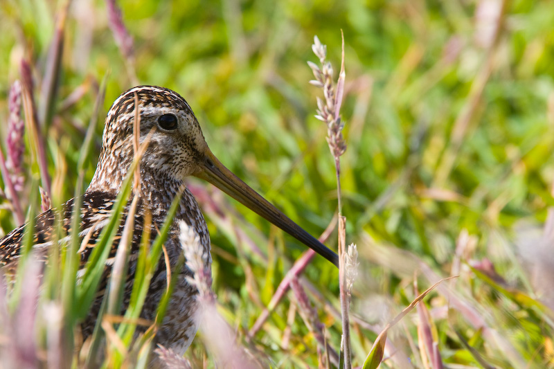 Magellanic Snipe